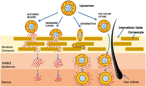 Liposomes, tiny vesicles delivering active ingredients into deep skin layers